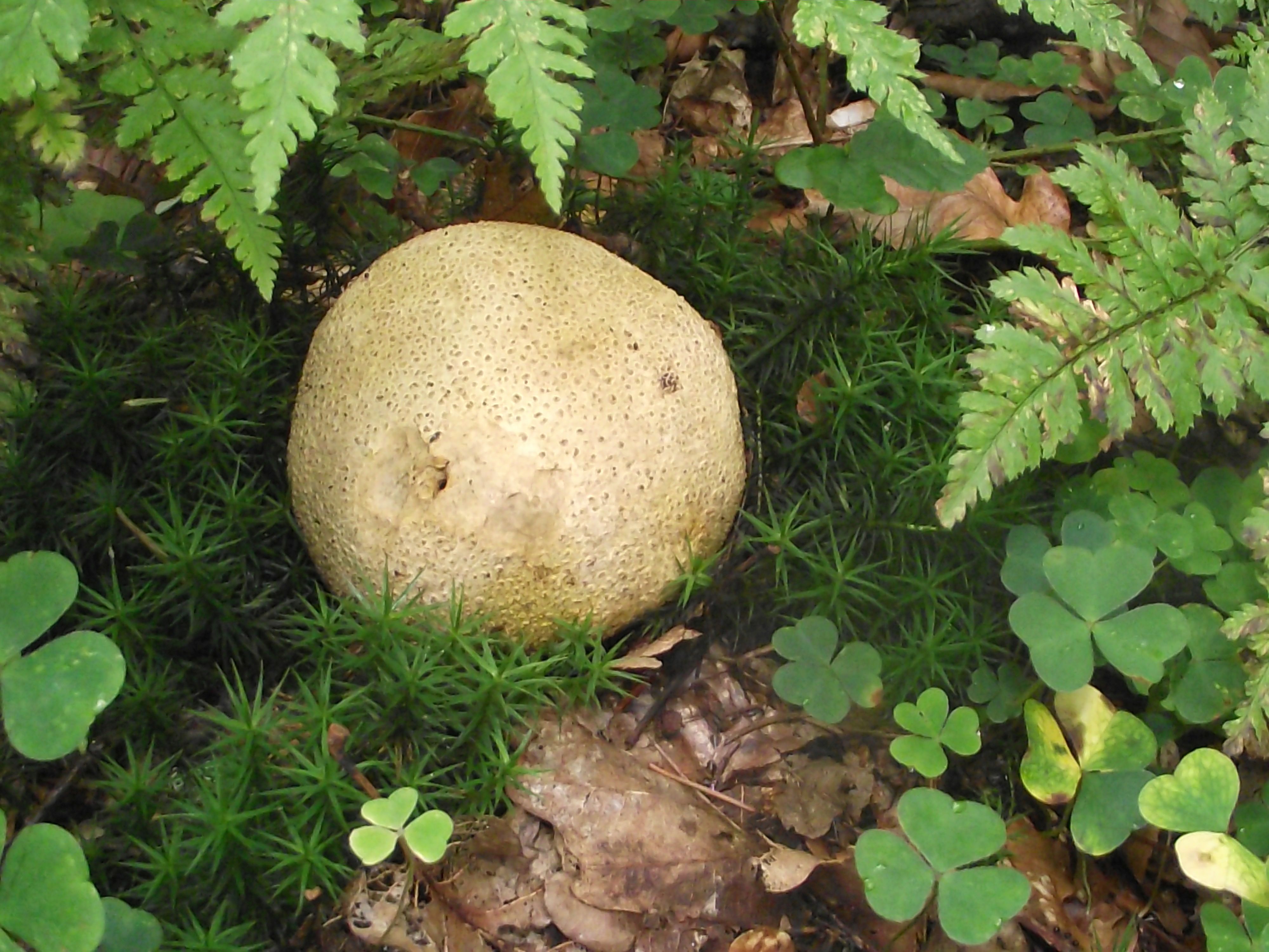 Dickschaliger Kartoffelbovist